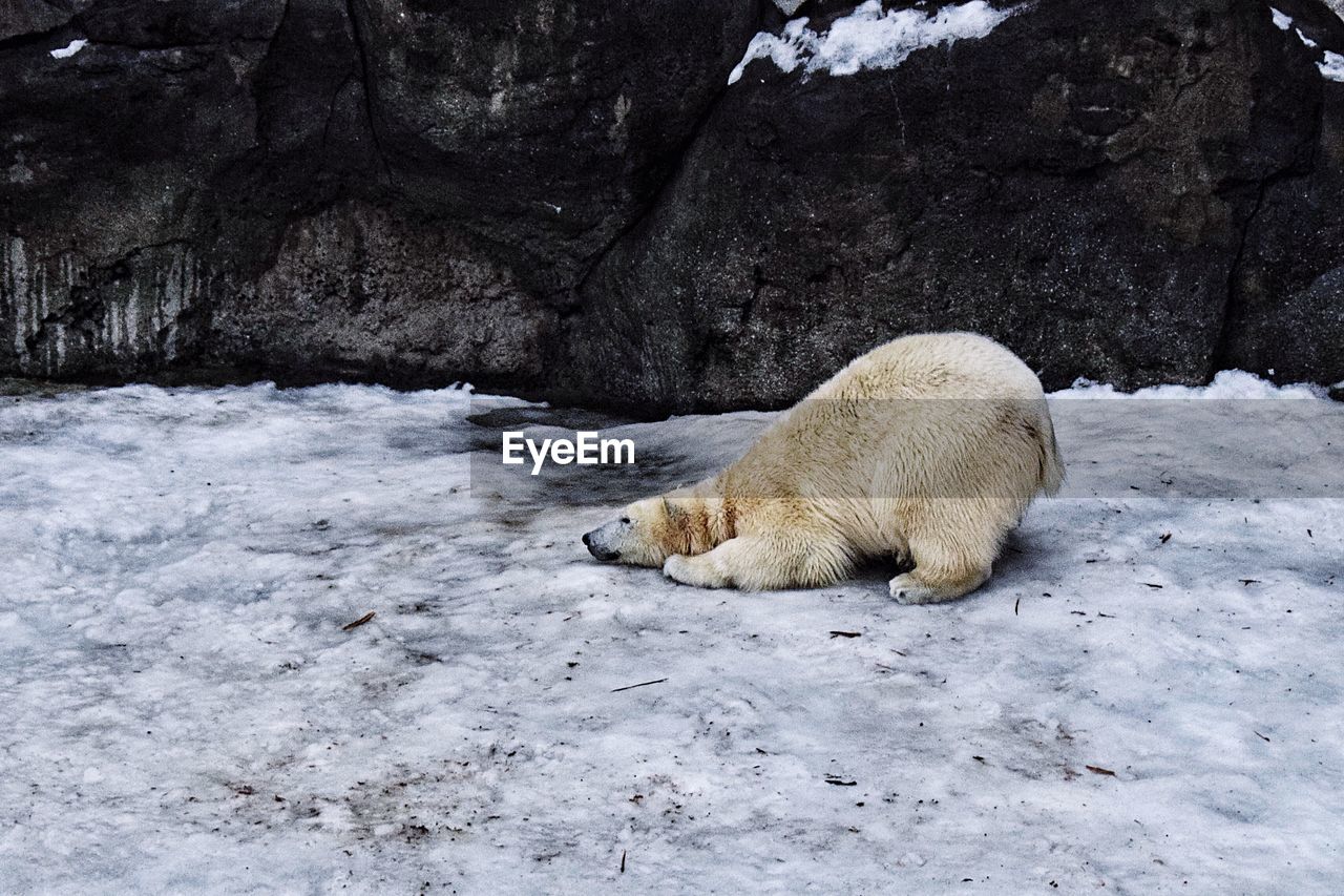 Polar bear on frozen lake
