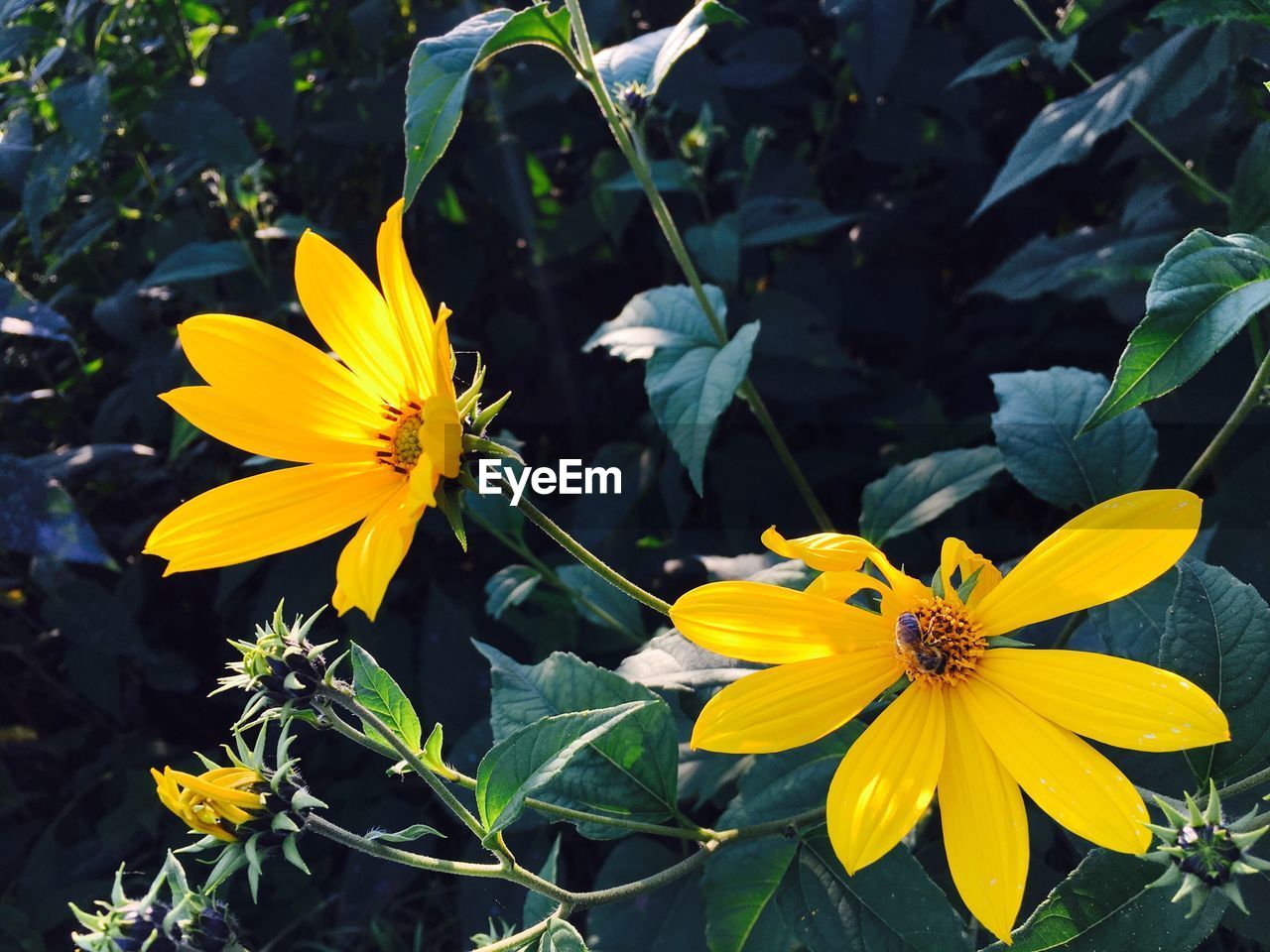 CLOSE-UP OF YELLOW FLOWERS