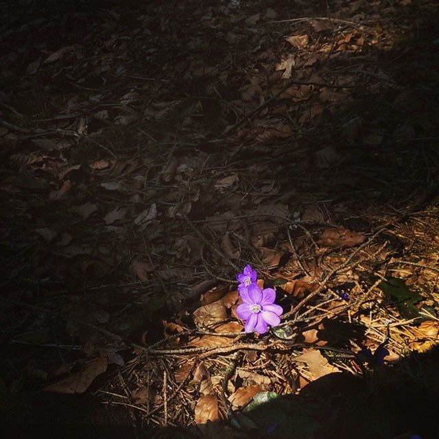 CLOSE-UP OF PURPLE FLOWERS BLOOMING OUTDOORS