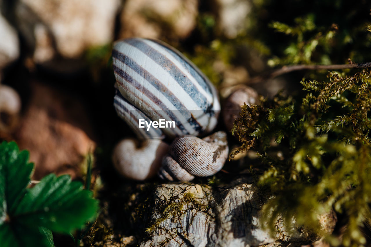 CLOSE-UP OF SNAILS ON MOSS