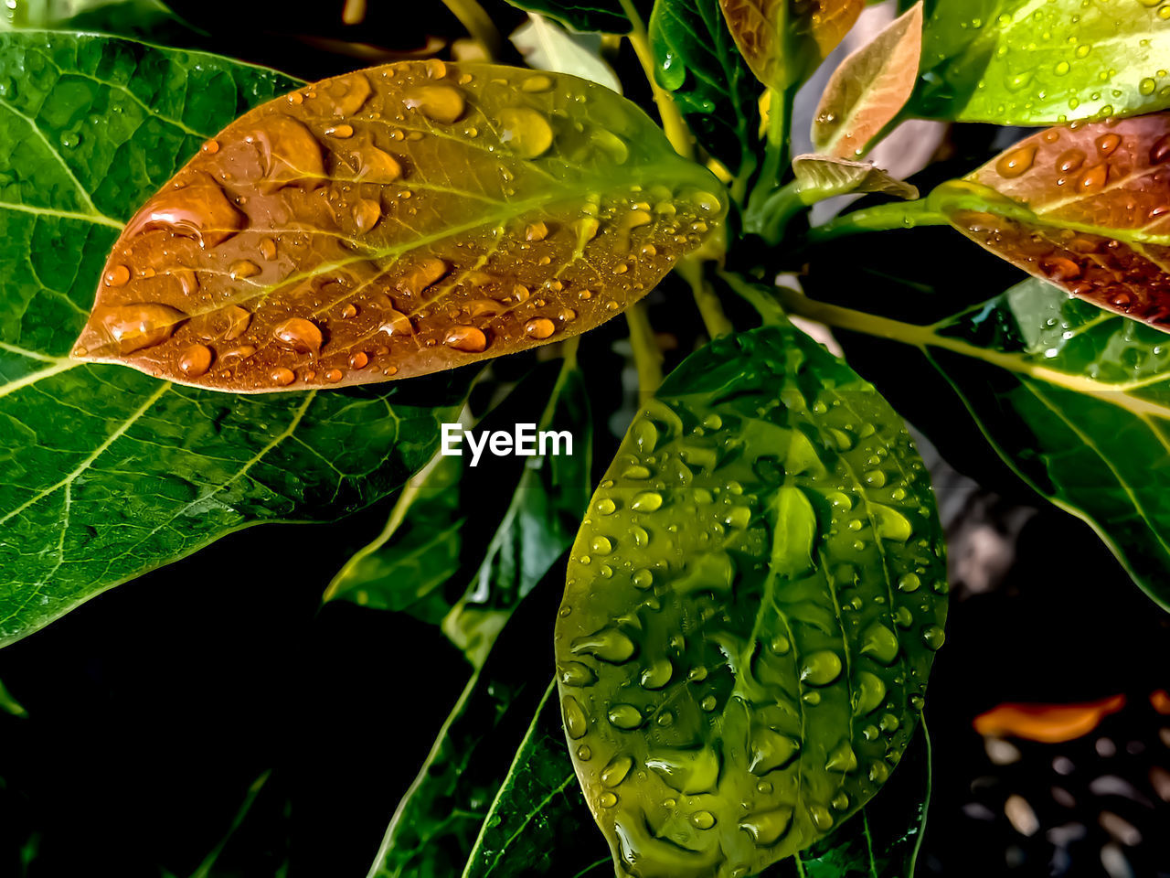 CLOSE-UP OF WET LEAVES ON PLANT