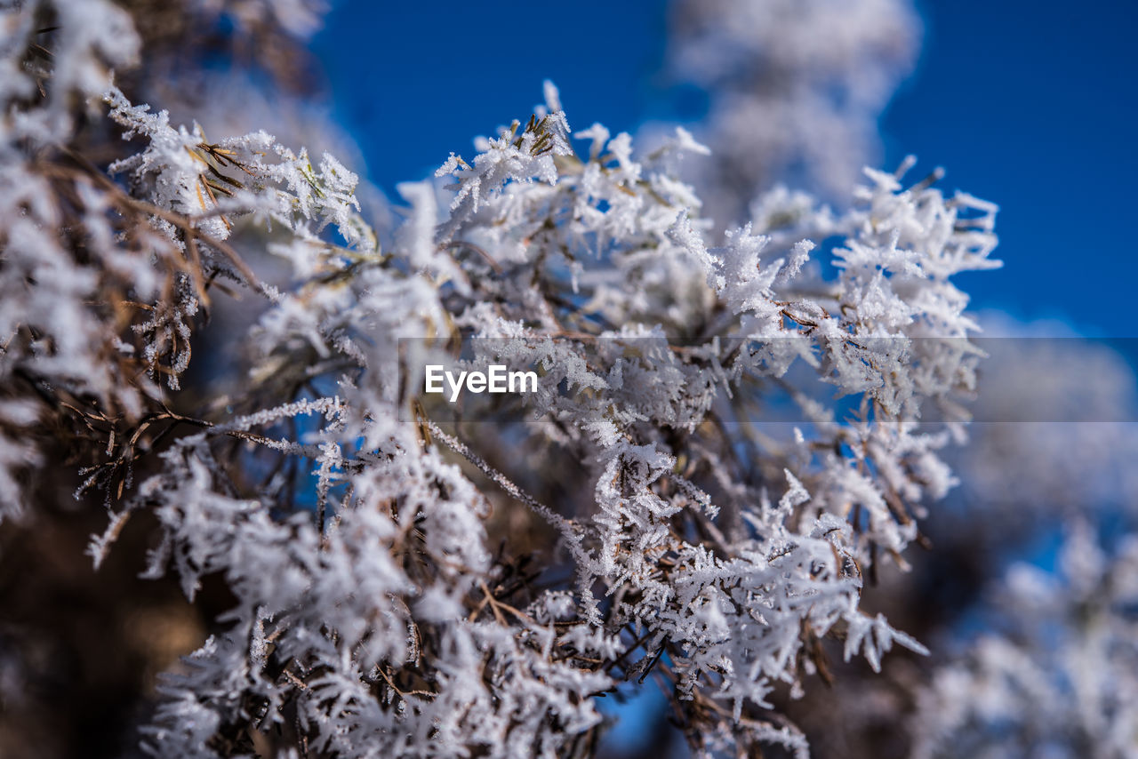 CLOSE-UP OF FROZEN TREES AGAINST SKY