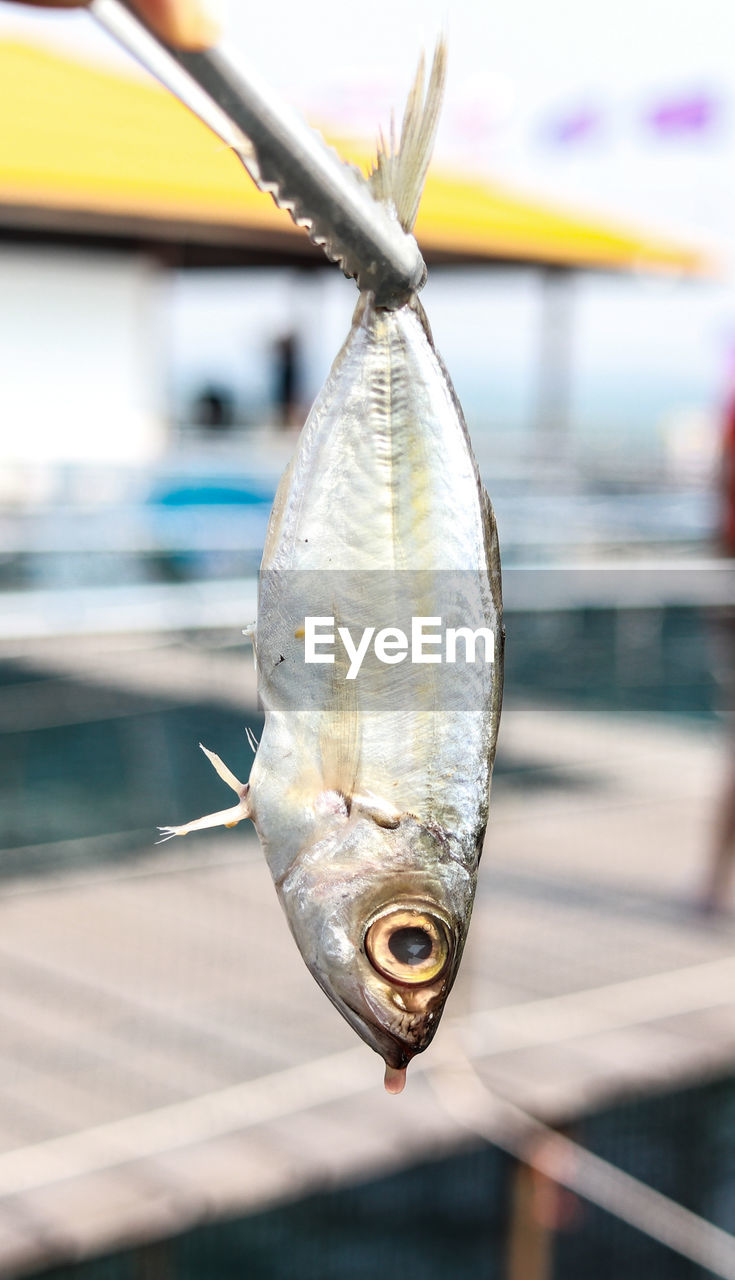 Close-up of fish against blurred background