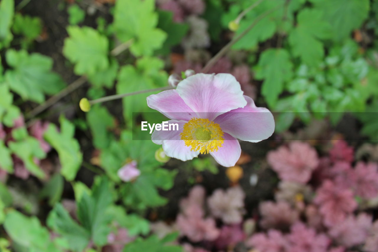 Close-up of pink flowering plant