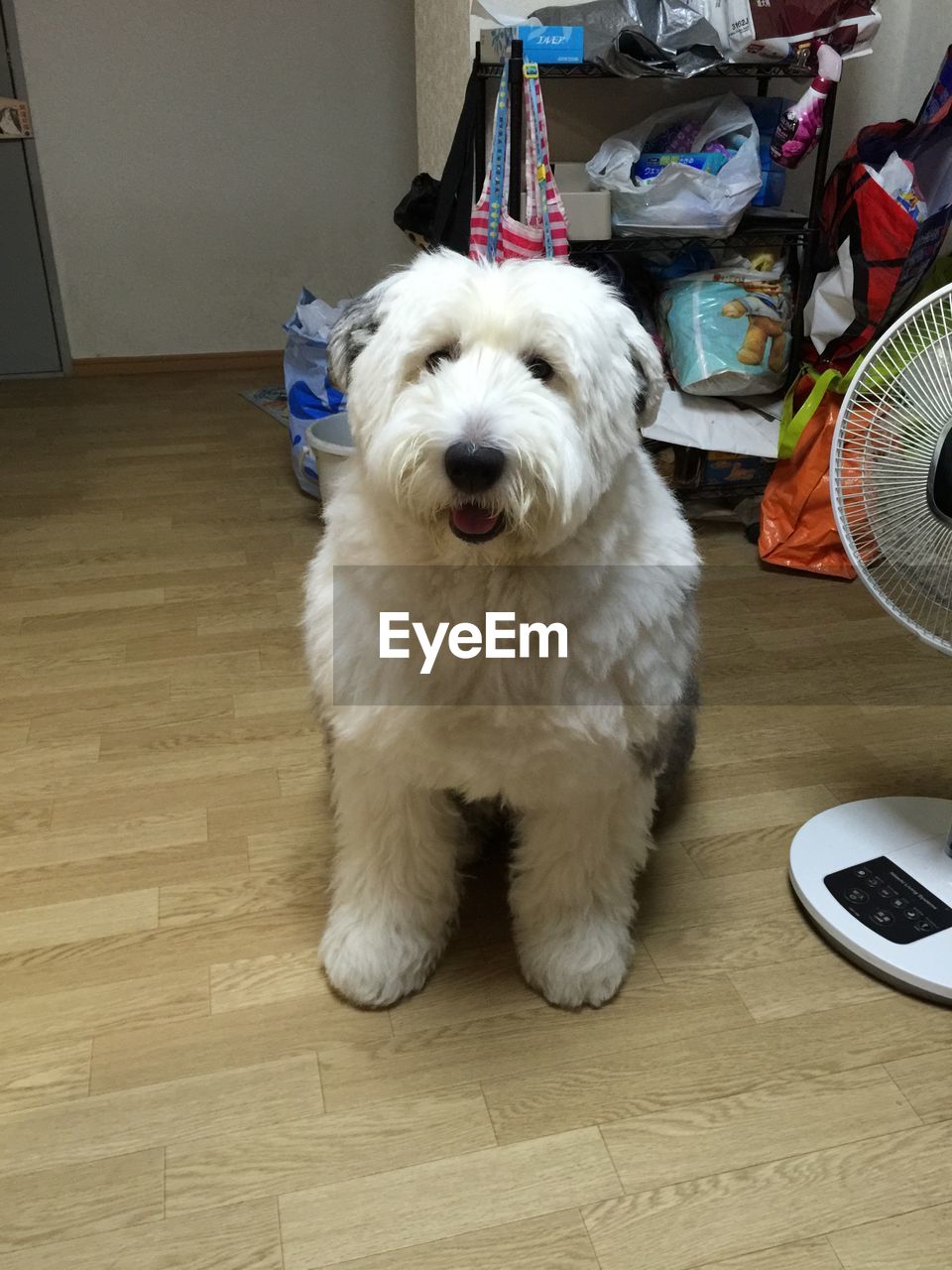 PORTRAIT OF DOG STANDING ON FLOOR