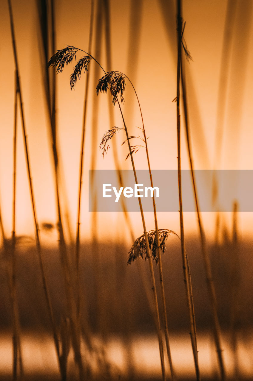 Close-up of stalks against orange sky during sunset