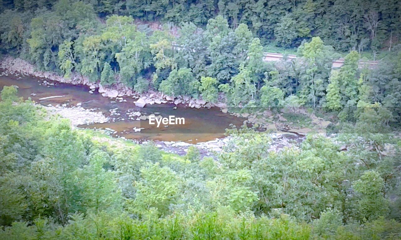 TREES BY RIVER IN FOREST