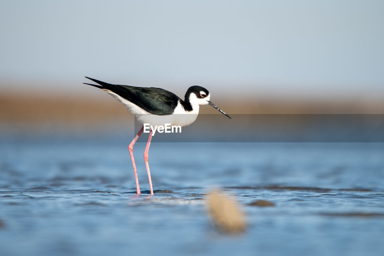 Black-necked stilt walking in shallow water along the texas coast