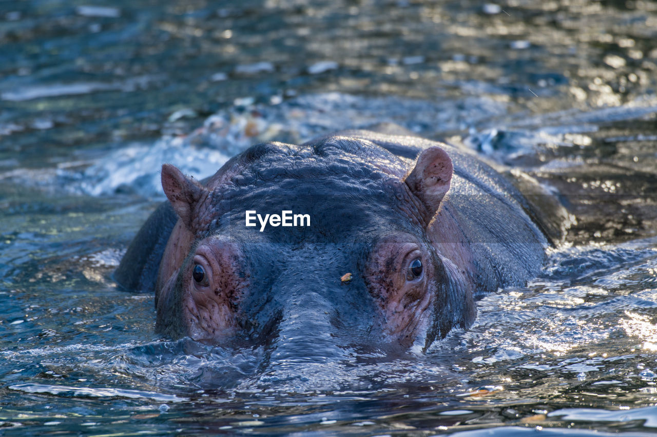 Hippopotamus swimming in pond