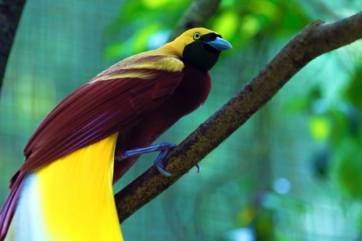 CLOSE-UP OF TWO BIRDS