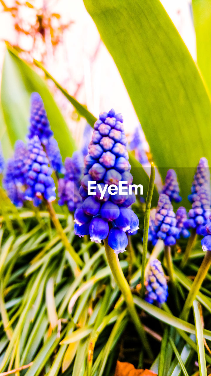 CLOSE-UP OF PURPLE FLOWERS AGAINST BLUE SKY