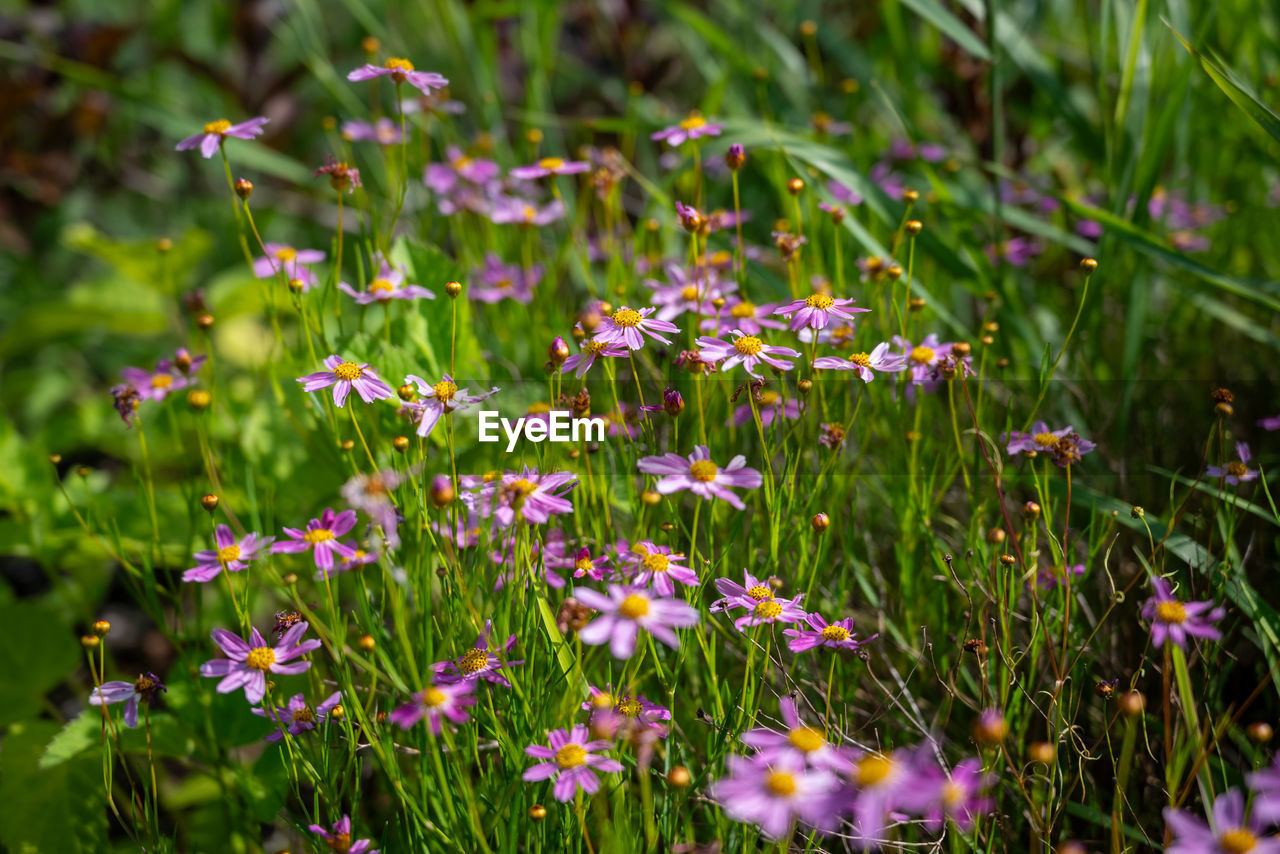 plant, flower, flowering plant, nature, meadow, grass, beauty in nature, natural environment, freshness, field, land, grassland, prairie, lawn, green, no people, growth, wildflower, multi colored, close-up, summer, fragility, outdoors, day, animal wildlife, non-urban scene, botany, sunlight, medicine, environment, outdoor pursuit, plant part, macro photography, selective focus, leaf, plain, pink, focus on foreground, alternative medicine, landscape, botanical garden, healthcare and medicine, travel destinations