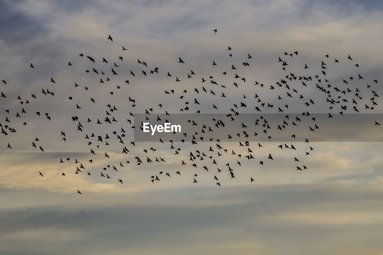 Flock of birds flying in sky