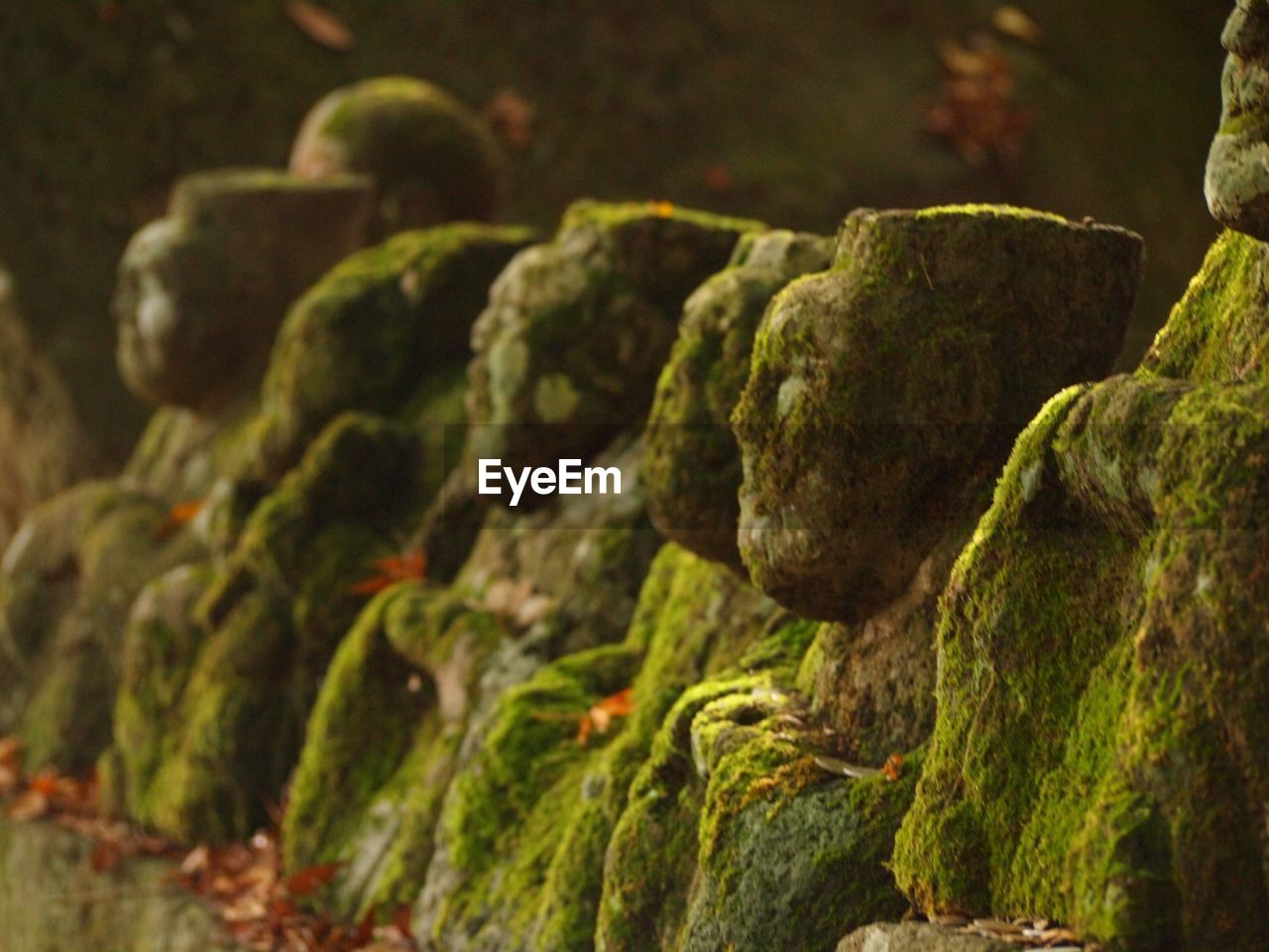 CLOSE-UP OF MOSS ON ROCK