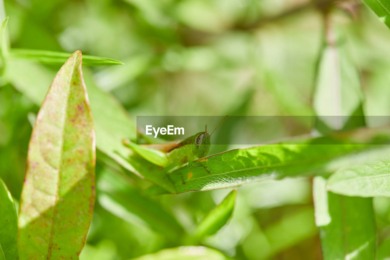 leaf, plant part, green, animal themes, animal, plant, animal wildlife, nature, macro photography, insect, close-up, one animal, wildlife, no people, grasshopper, flower, environment, outdoors, day, beauty in nature, food, selective focus, camouflage, land, tree, food and drink, reptile