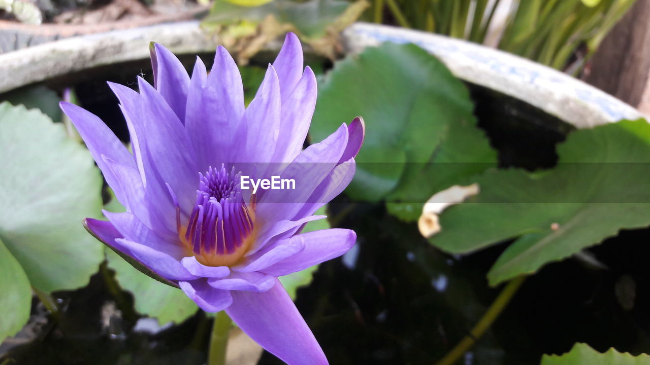 CLOSE-UP OF WATER LILY