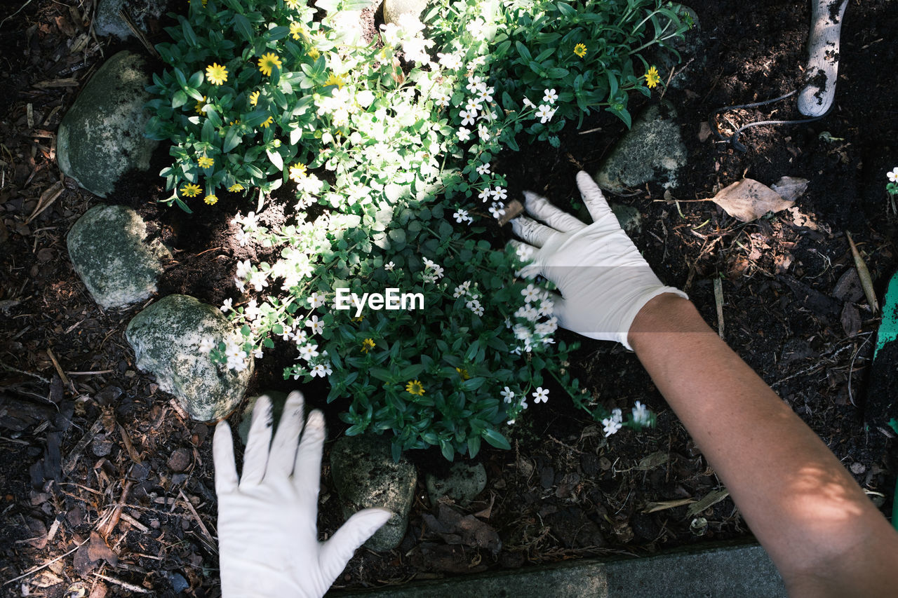 Human hand with white protection gloves while gardening