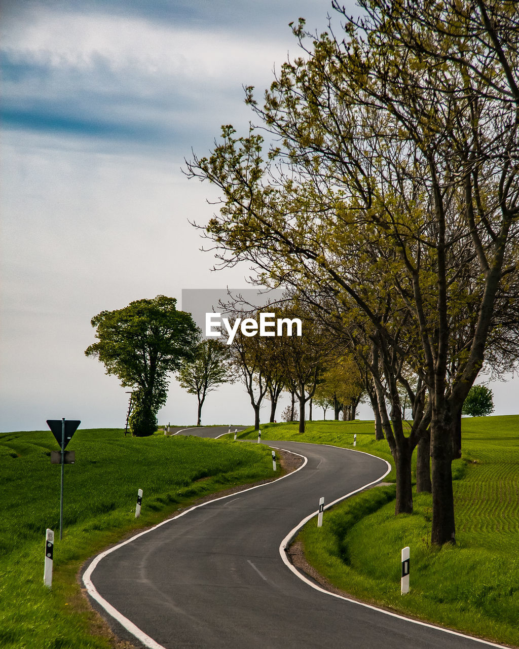 Trees by road against sky