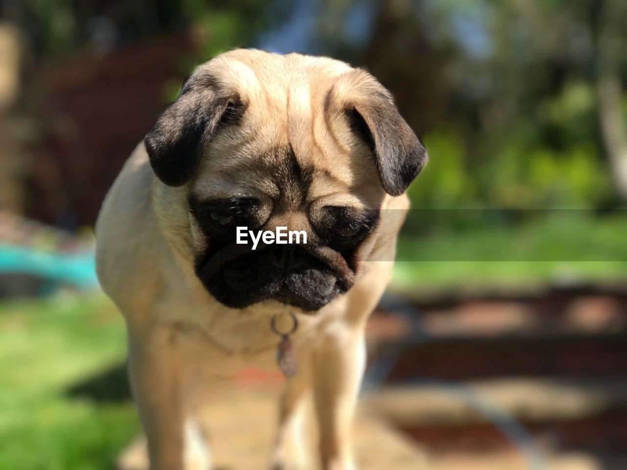 Close-up portrait of dog