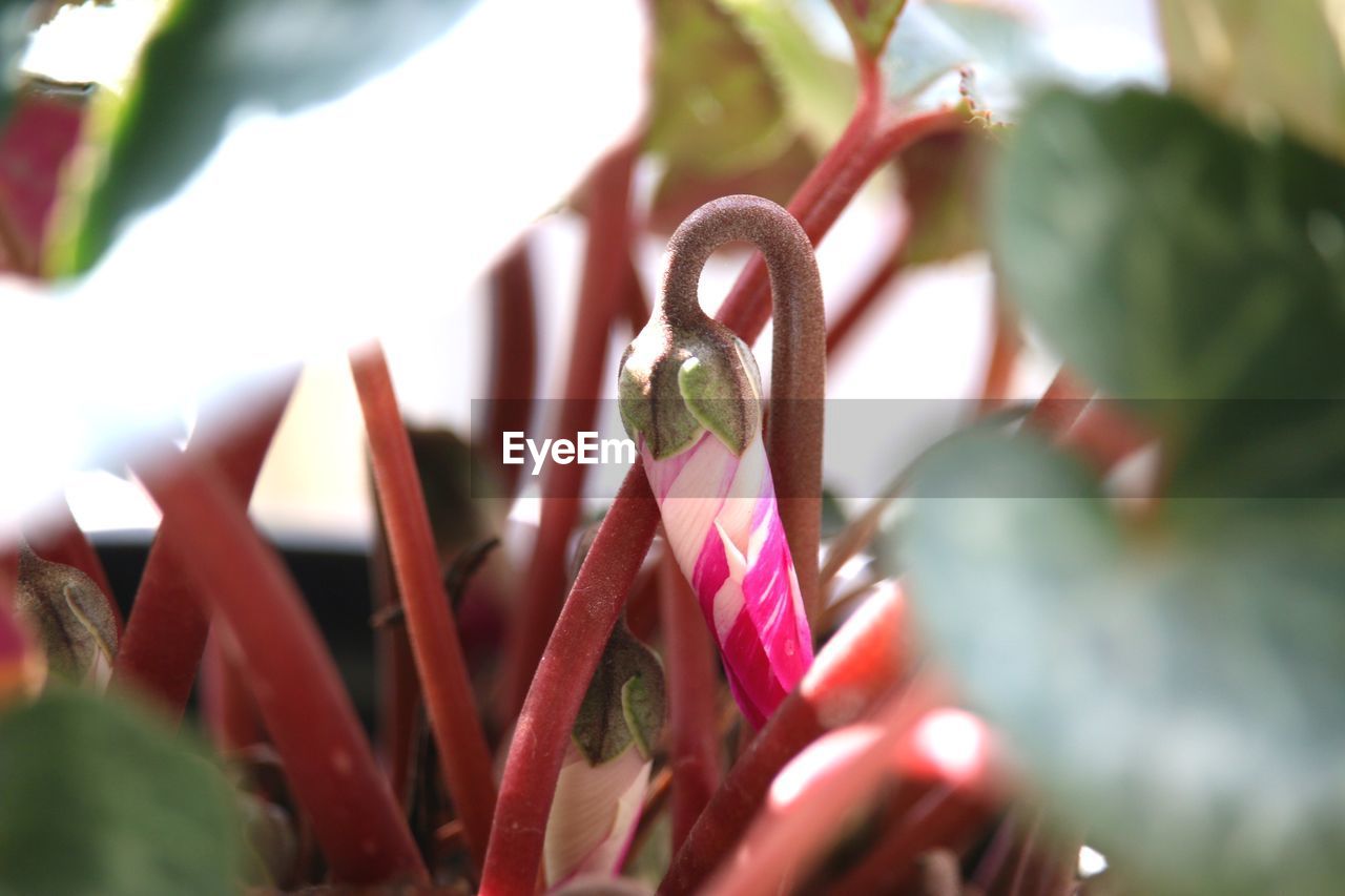 Close-up of pink flowering plant