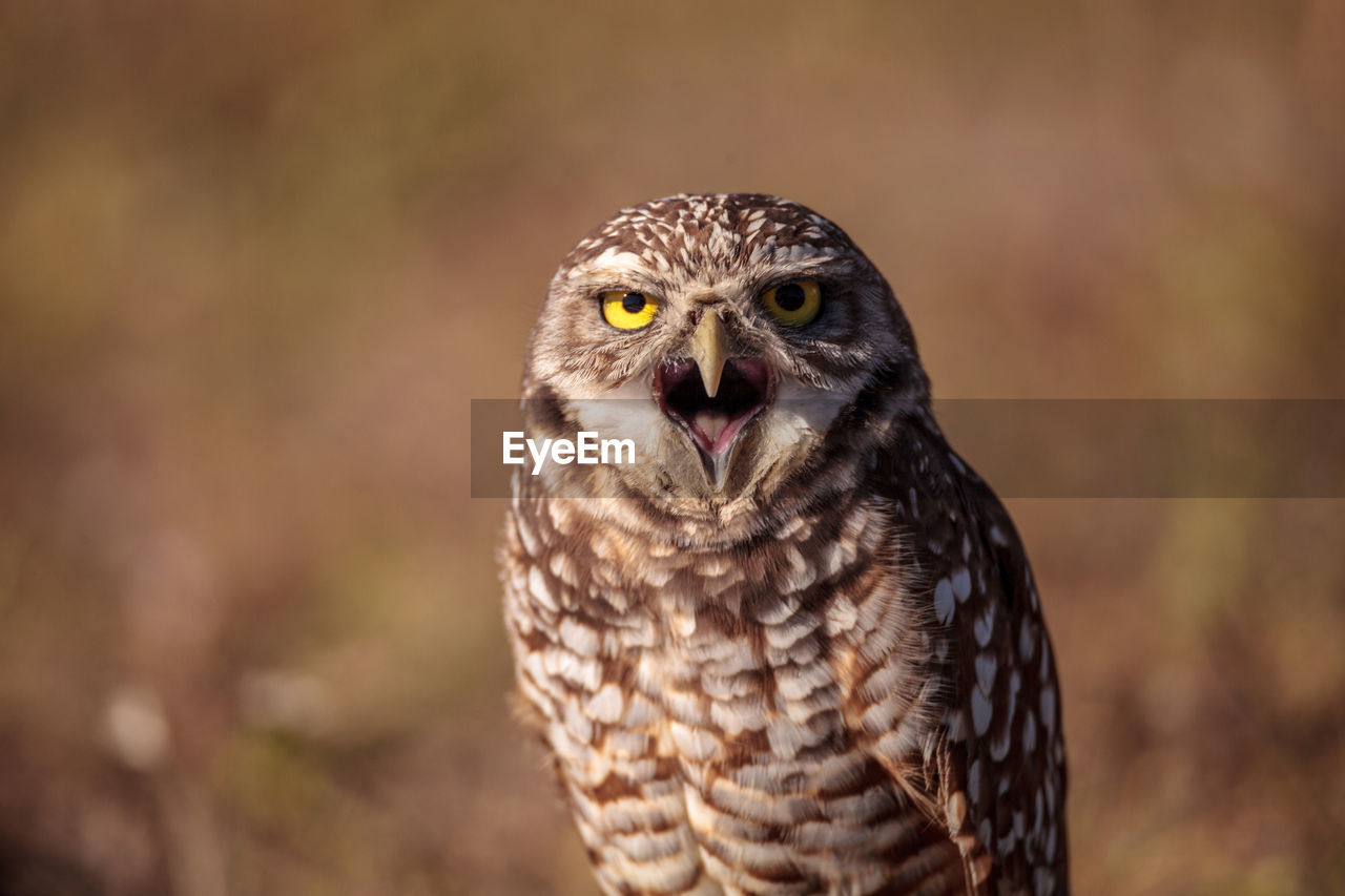 Burrowing owl athene cunicularia perched outside its burrow on marco island, florida