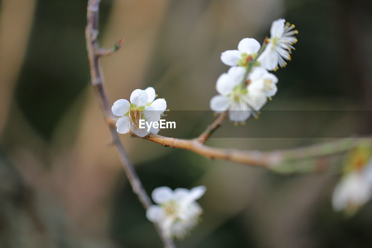 plant, flower, flowering plant, freshness, beauty in nature, fragility, blossom, tree, growth, springtime, close-up, nature, white, flower head, branch, inflorescence, petal, macro photography, spring, focus on foreground, selective focus, twig, day, outdoors, no people, produce, botany, cherry blossom, food, food and drink, fruit tree, bud, fruit, almond tree, pollen, apple tree, apple blossom