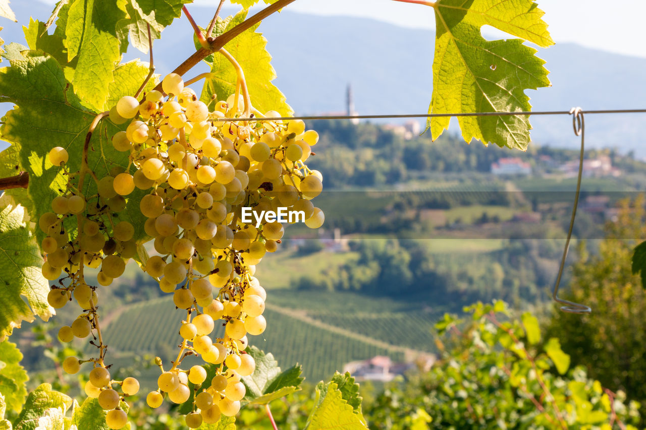 Grapes in vineyard on the prosecco hills