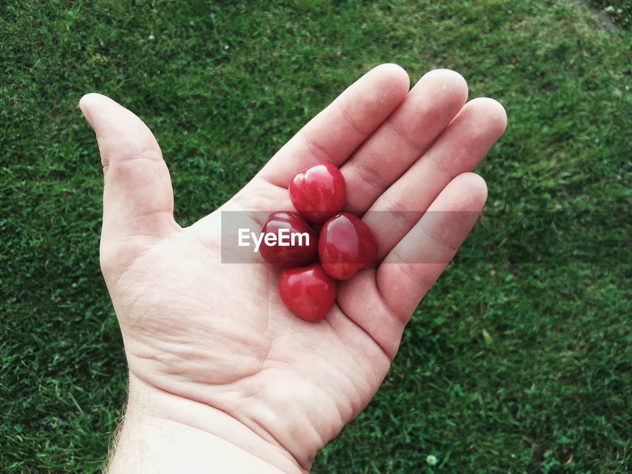 CROPPED IMAGE OF HAND HOLDING RED BERRIES