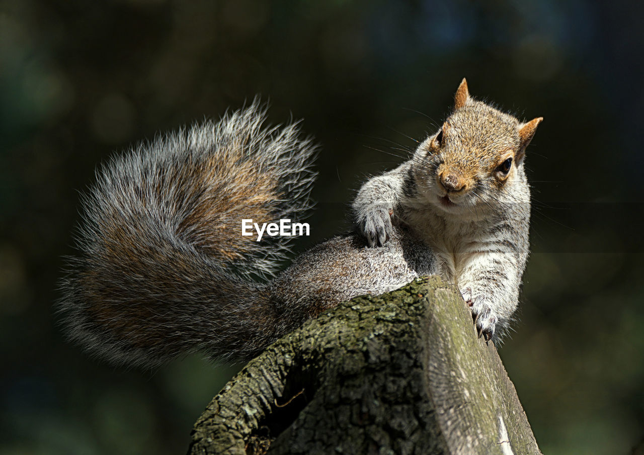 CLOSE-UP OF SQUIRREL ON LEAF