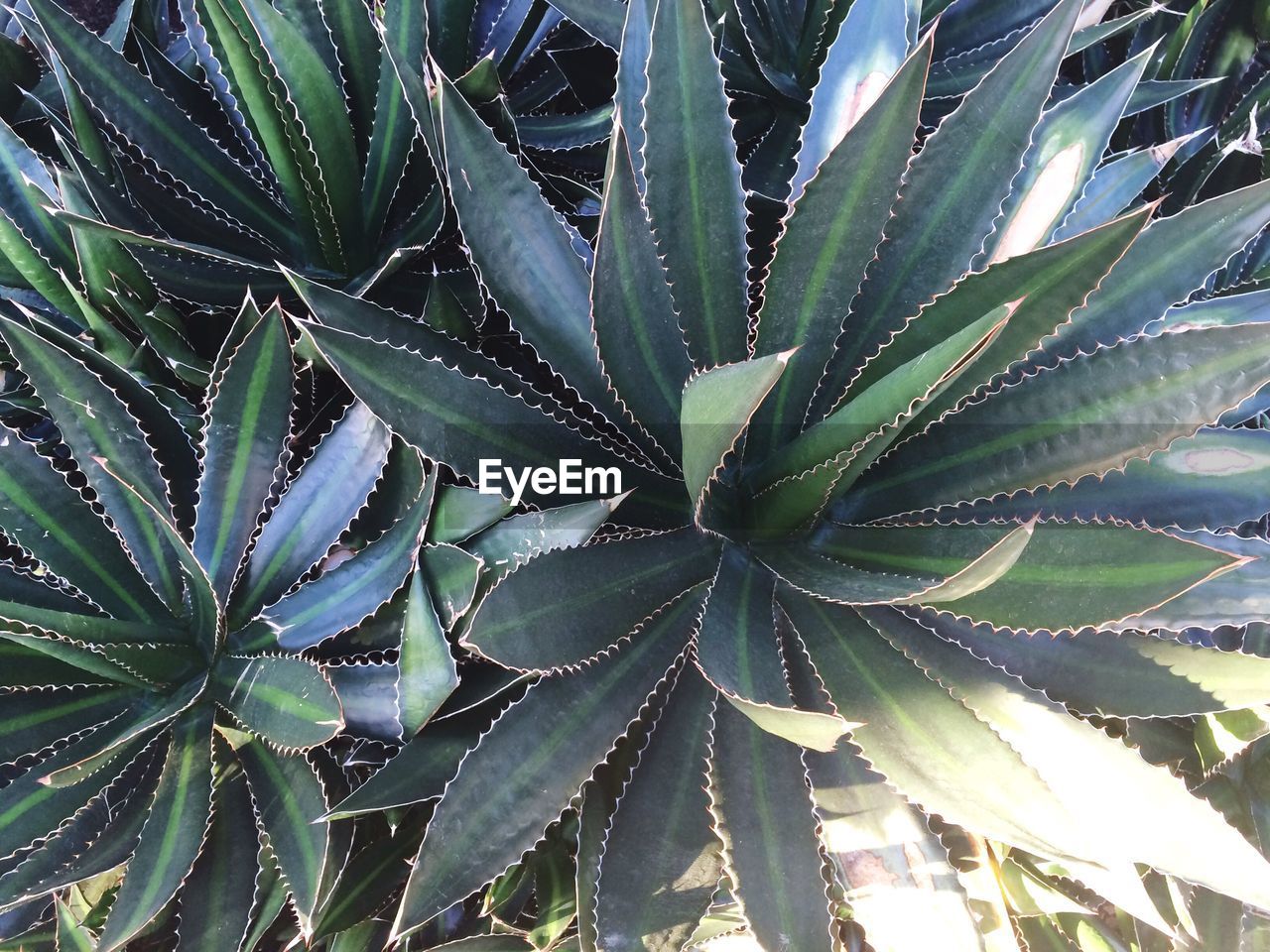 CLOSE-UP OF CACTUS