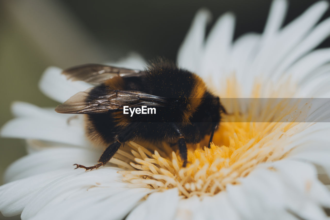 Close-up of bee pollinating on flower