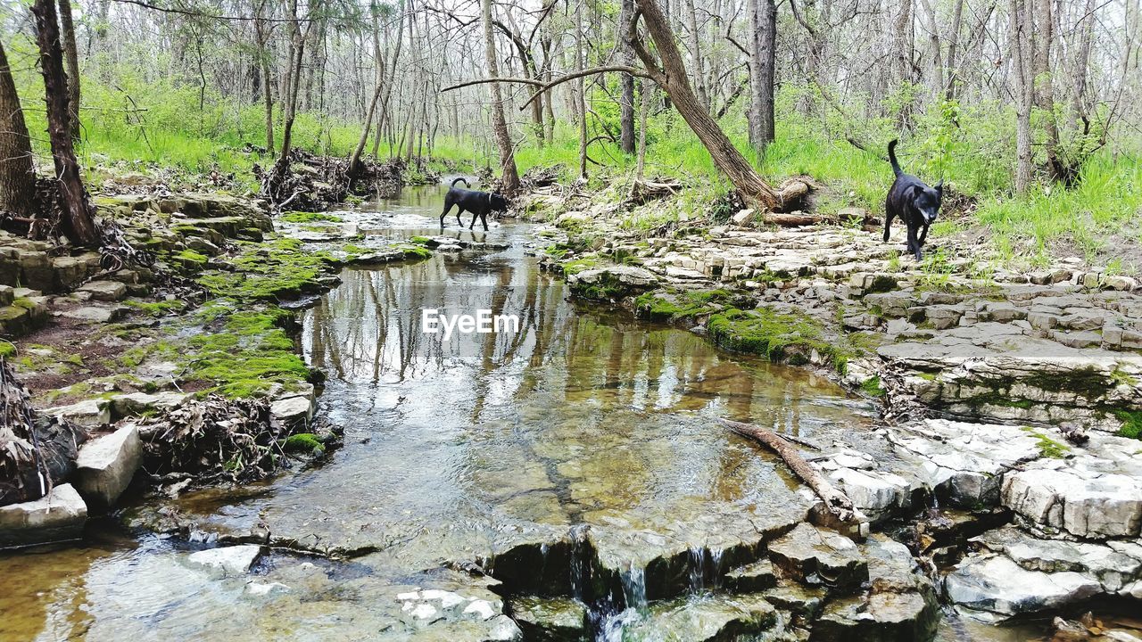 BIRDS ON RIVER BY TREES IN FOREST