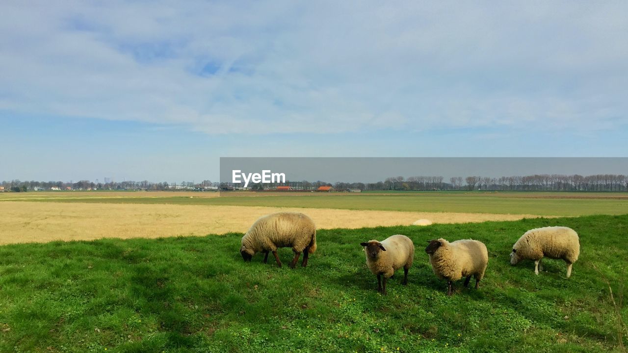 SHEEP GRAZING ON FIELD