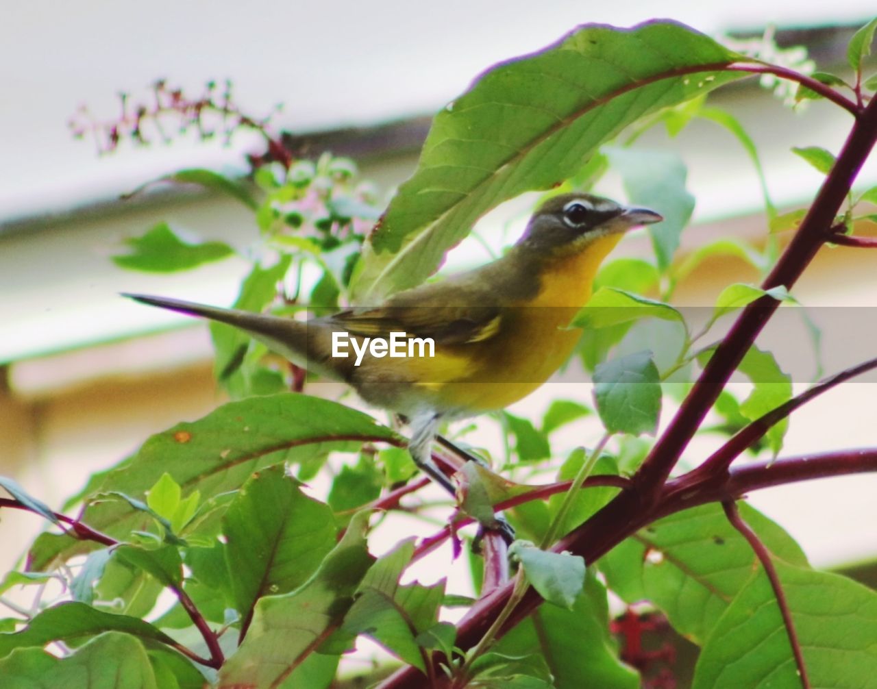 CLOSE-UP OF BIRD PERCHING ON LEAF