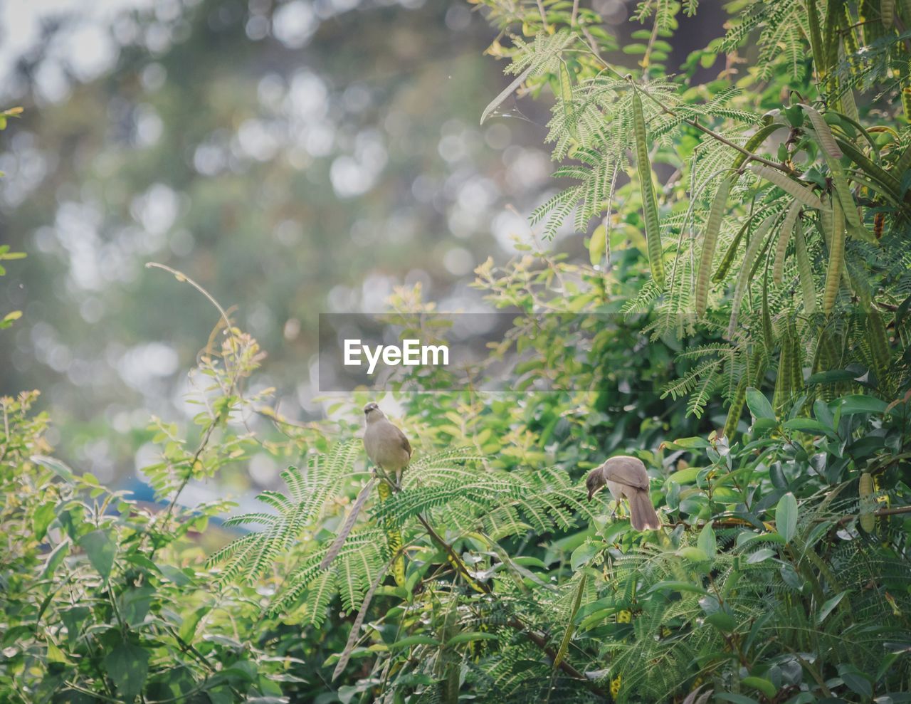 View of birds on land