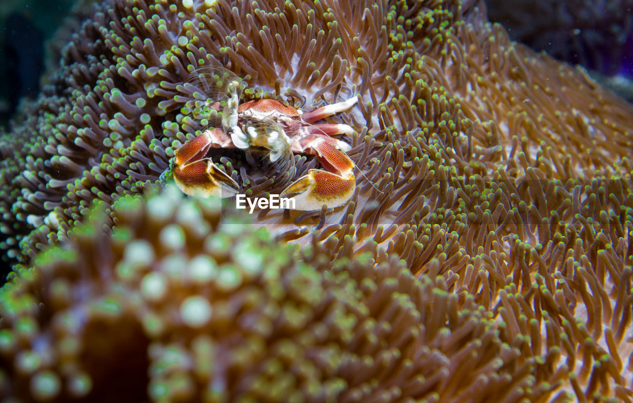 CLOSE-UP OF CORAL UNDERWATER