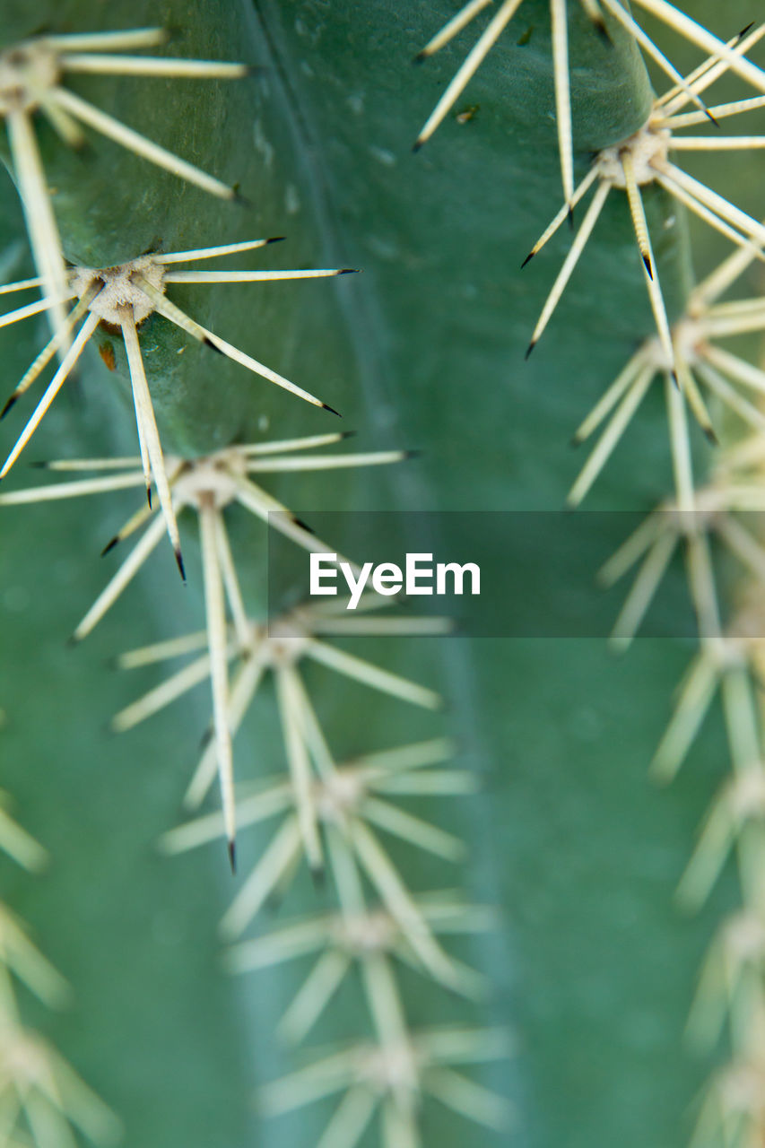 CLOSE-UP OF CACTUS OUTDOORS