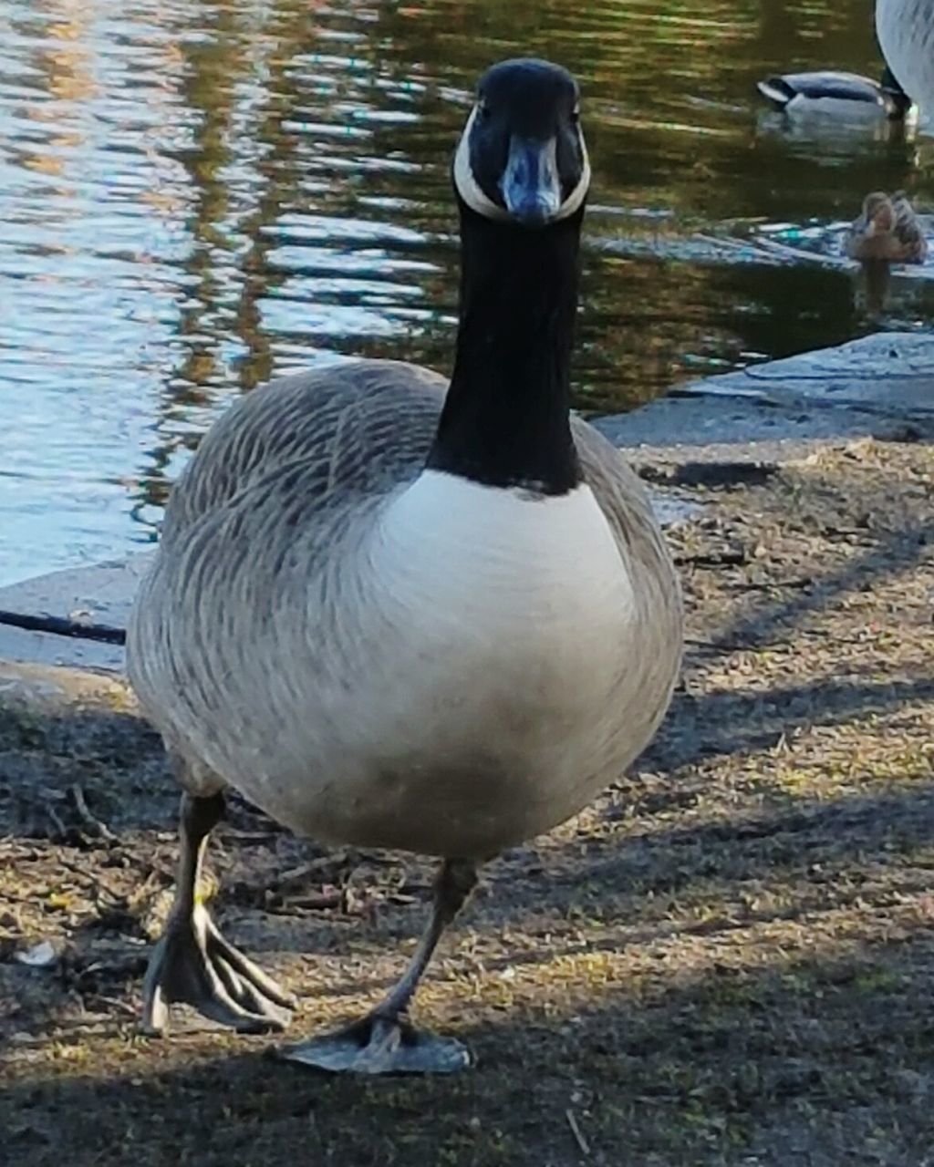 CLOSE-UP OF PELICAN IN WATER