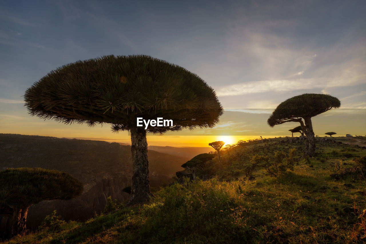 Scenic view of field against sky during sunset