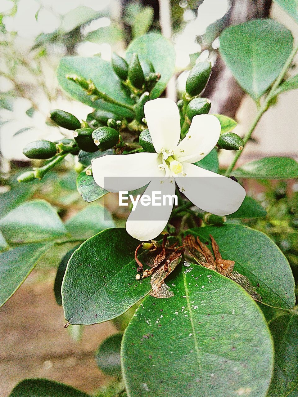 CLOSE-UP OF FLOWER