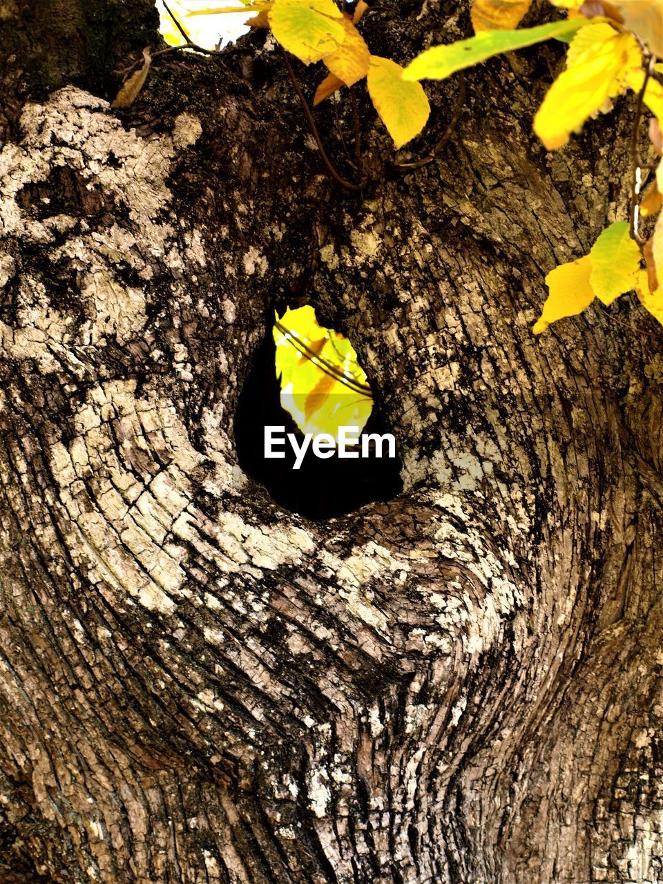 CLOSE-UP OF YELLOW LEAF ON TREE TRUNK WITH HOLE