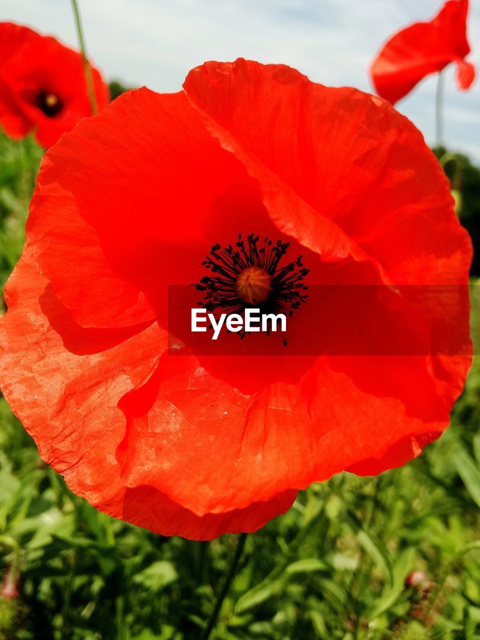 CLOSE-UP OF RED POPPY FLOWERS