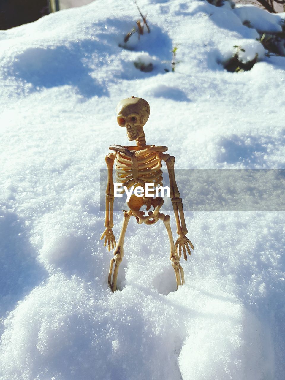 Skeleton on snow
