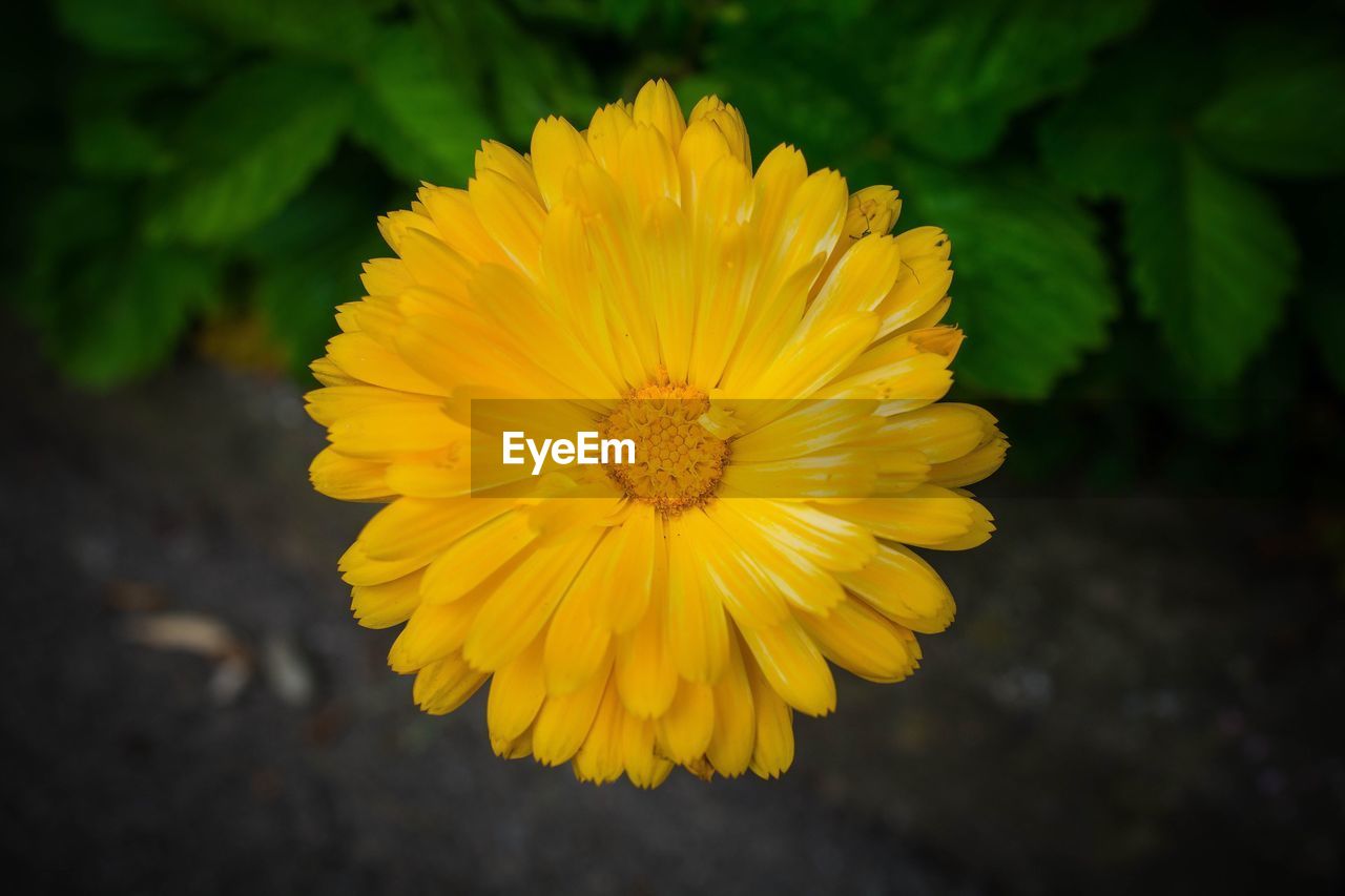 CLOSE-UP OF YELLOW FLOWERS