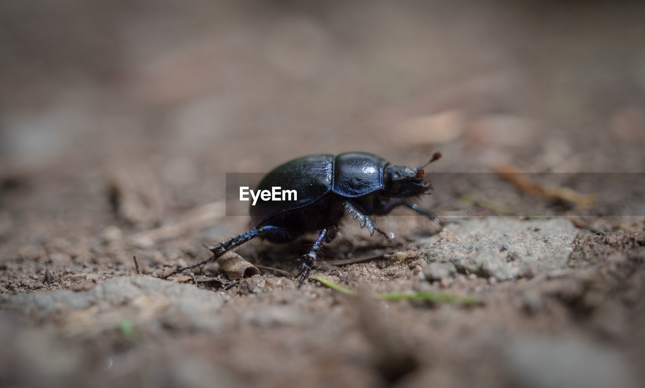 Close-up of insect on ground