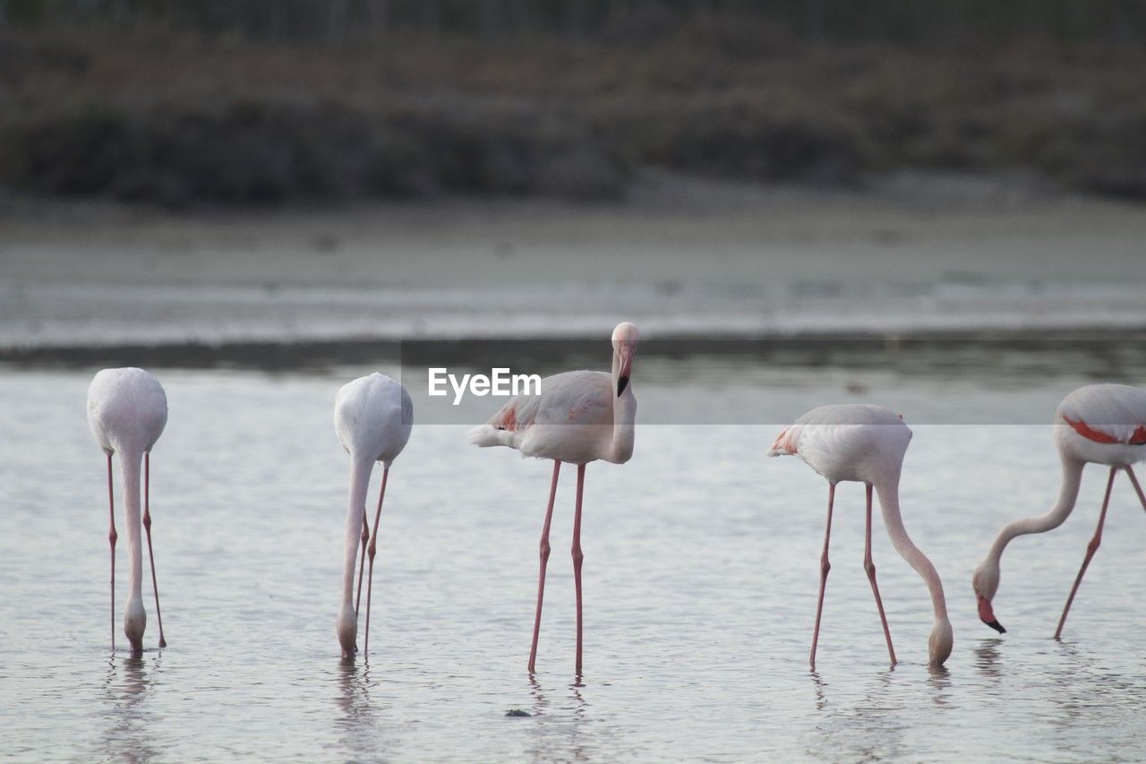 animal themes, animal wildlife, animal, wildlife, bird, flamingo, water, group of animals, nature, pink, no people, water bird, sea, travel destinations, beauty in nature, day, outdoors, wading, full length, reflection, standing, focus on foreground, beak, animal body part