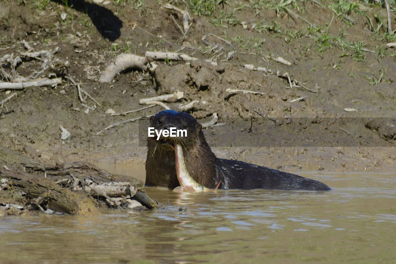 View of otter eating a fish