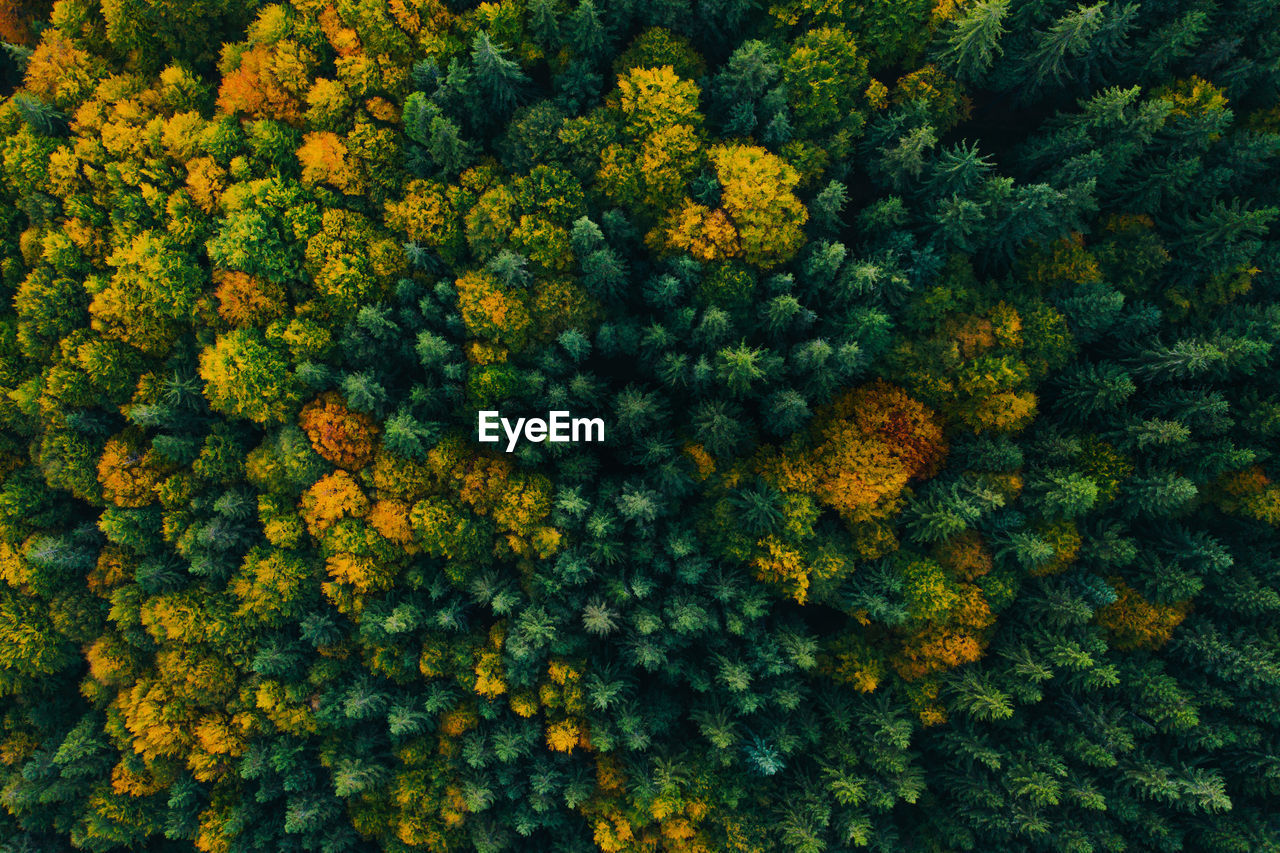 Aerial view of trees in forest