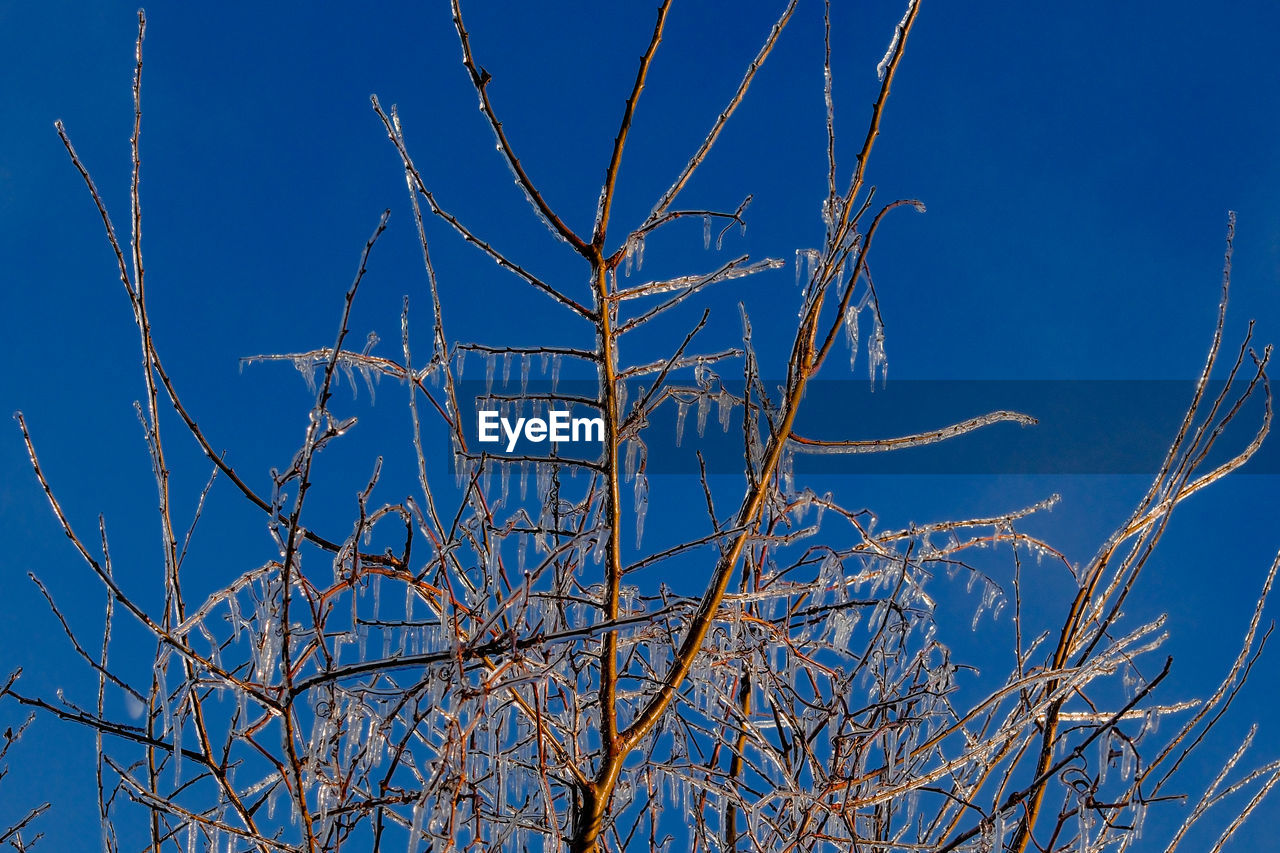 sky, blue, branch, plant, nature, no people, tree, frost, low angle view, bare tree, clear sky, winter, day, outdoors, beauty in nature, twig, tranquility, grass, growth