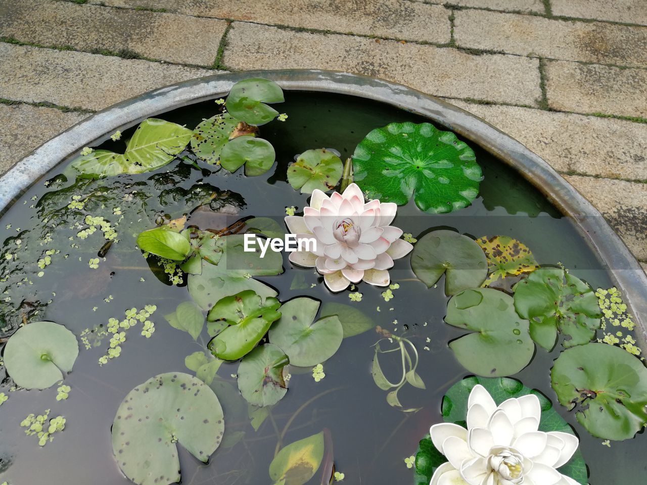 CLOSE-UP OF PINK WATER LILY IN POND